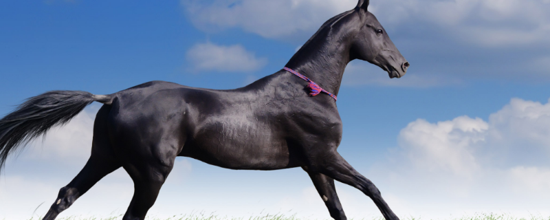 关门打狗打一最佳生肖