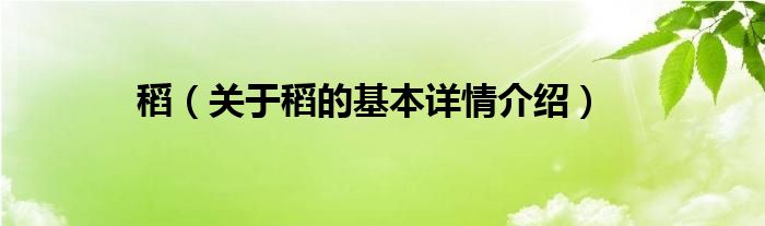 稻（关于稻的基本详情介绍）