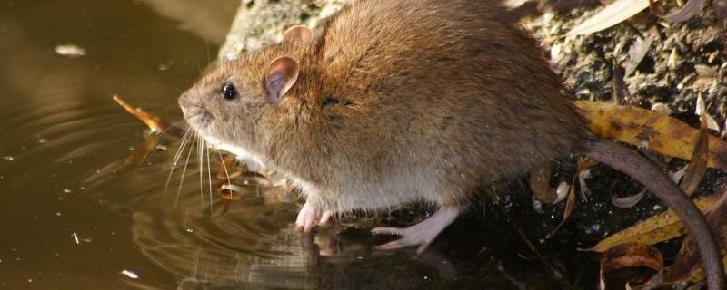 老鼠为什么可以进密封的柜子