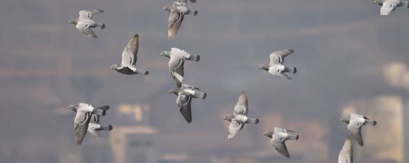 64只鸽子的含义