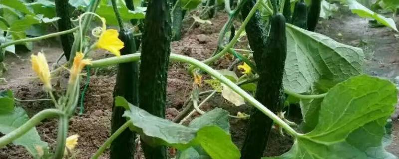 大棚黄瓜滴水带放北面还是南面