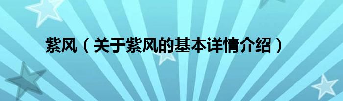 紫风（关于紫风的基本详情介绍）