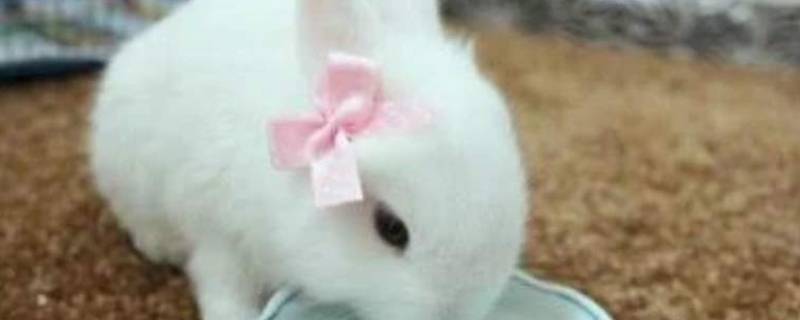 兔子可以洗澡的吗