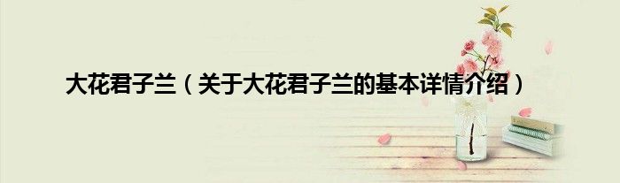 大花君子兰（关于大花君子兰的基本详情介绍）