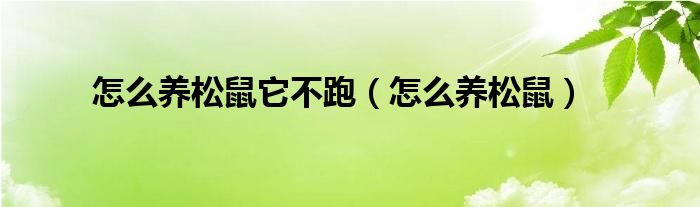 怎么养松鼠它不跑（怎么养松鼠）